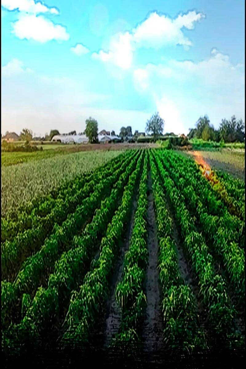 Chương 463.5 - trang 13